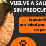 Extraño a mi perro: Cómo manejar la separación y mantener el vínculo afectivo